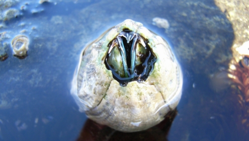 Marine Life Moving Towards the Poles - The Global Herald