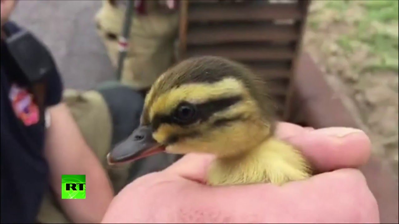US firefighters rescue ducklings trapped in storm drain - The Global Herald