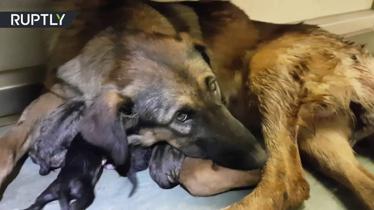 Homeless dog gives birth to 9 puppies in Moscow Metro carriage - The ...
