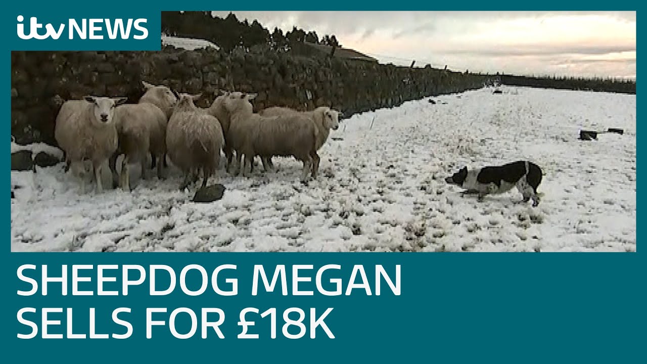 World's most expensive sheepdog called Megan sells for £18,000 ITV