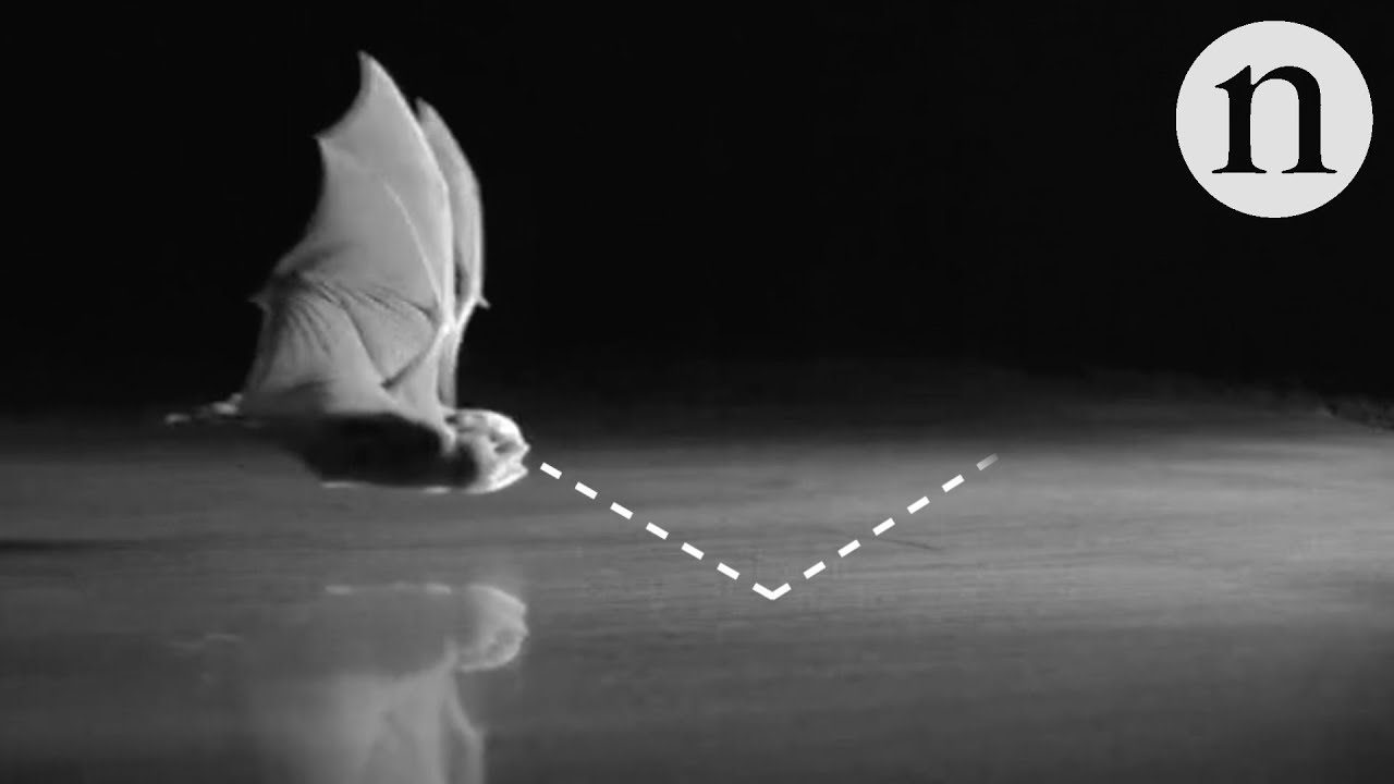 Why bats are blind to smooth surfaces The Global Herald