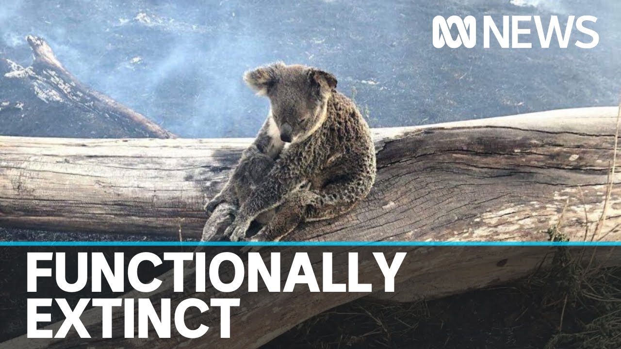 Bushfire royal commission hears Black Summer was an ecological disaster ...