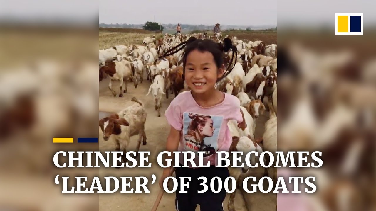 Chinese girl becomes ‘leader’ of 300 goats - The Global Herald