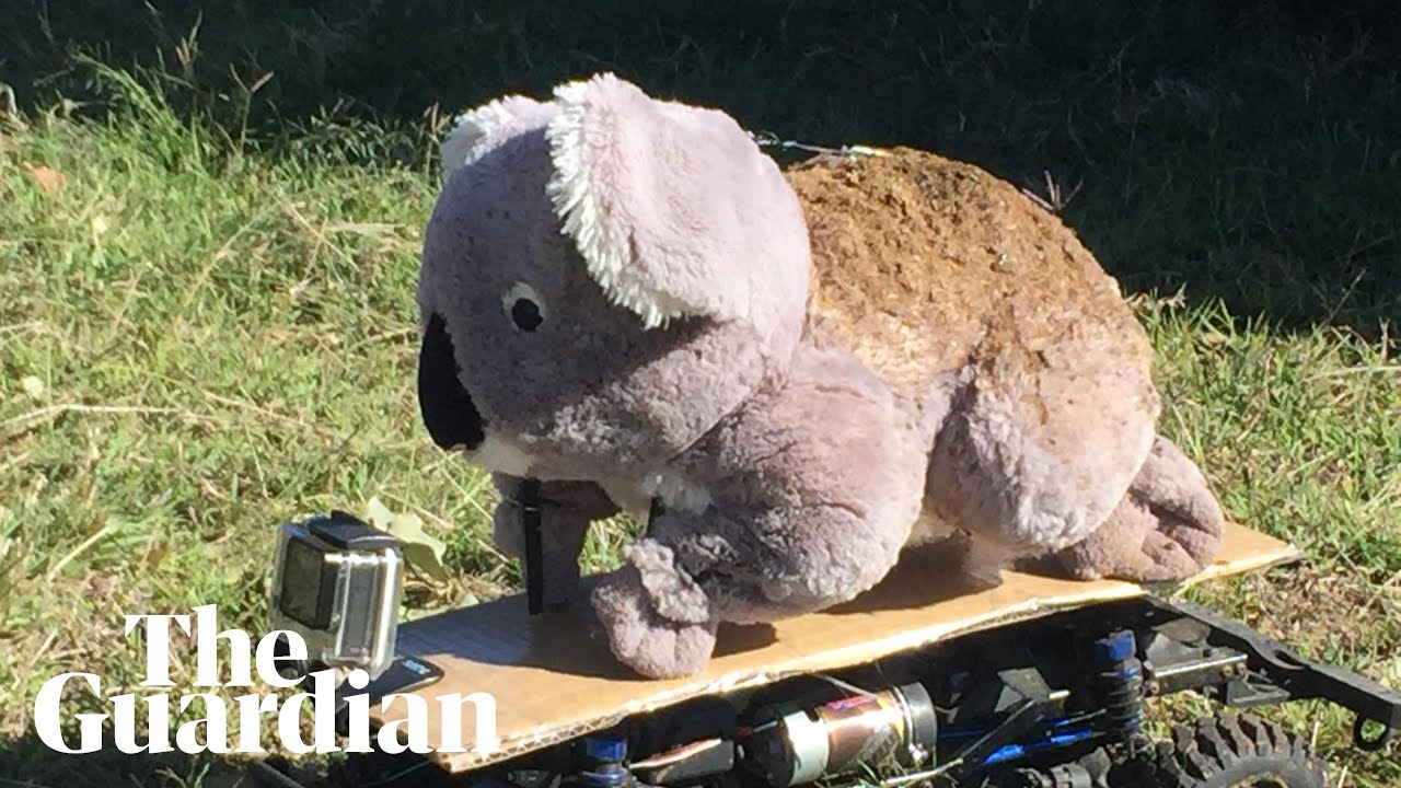 Remote Control Koala Meet Kokonut: the remote control koala probing if cows are trampling an ...