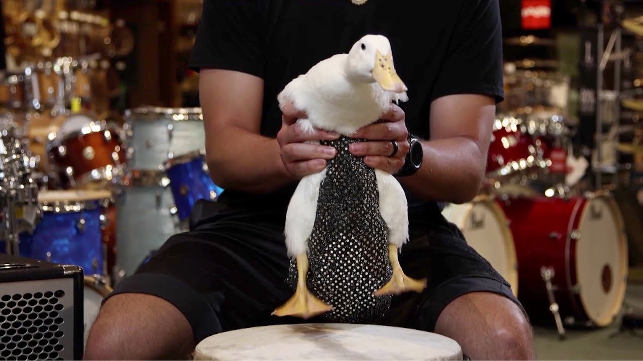 Instagramfamous duck Ben Afquack waddles into Guinness World Records