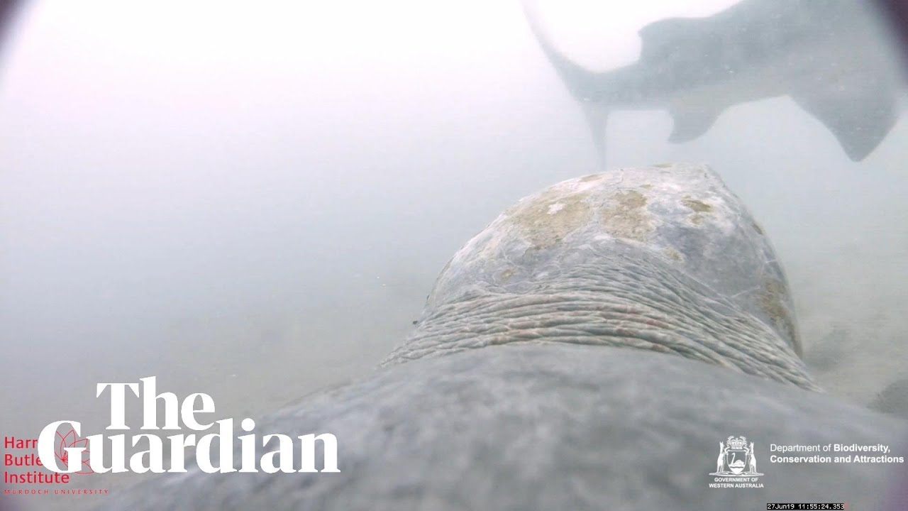 Sea turtle filmed defending itself from tiger shark attack off WA coast ...