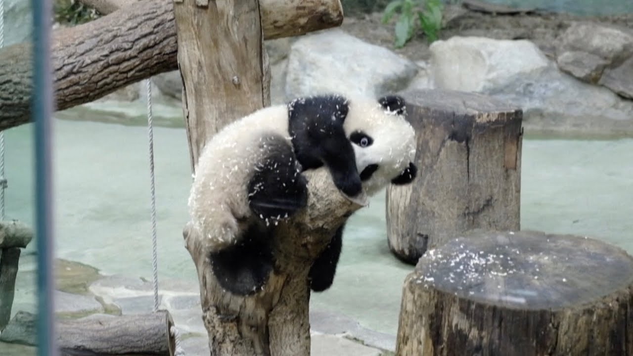 Second Taipeiborn panda cub makes media debut The Global Herald