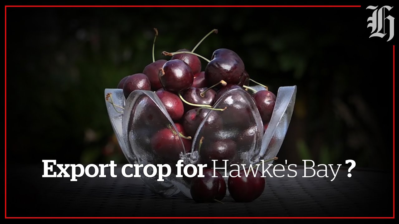 Export plan for Bay cherries Local Focus The Global Herald