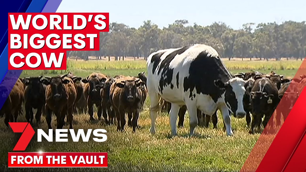 'WORLD'S BIGGEST COW' Meet Knickers, the giant steer who the world