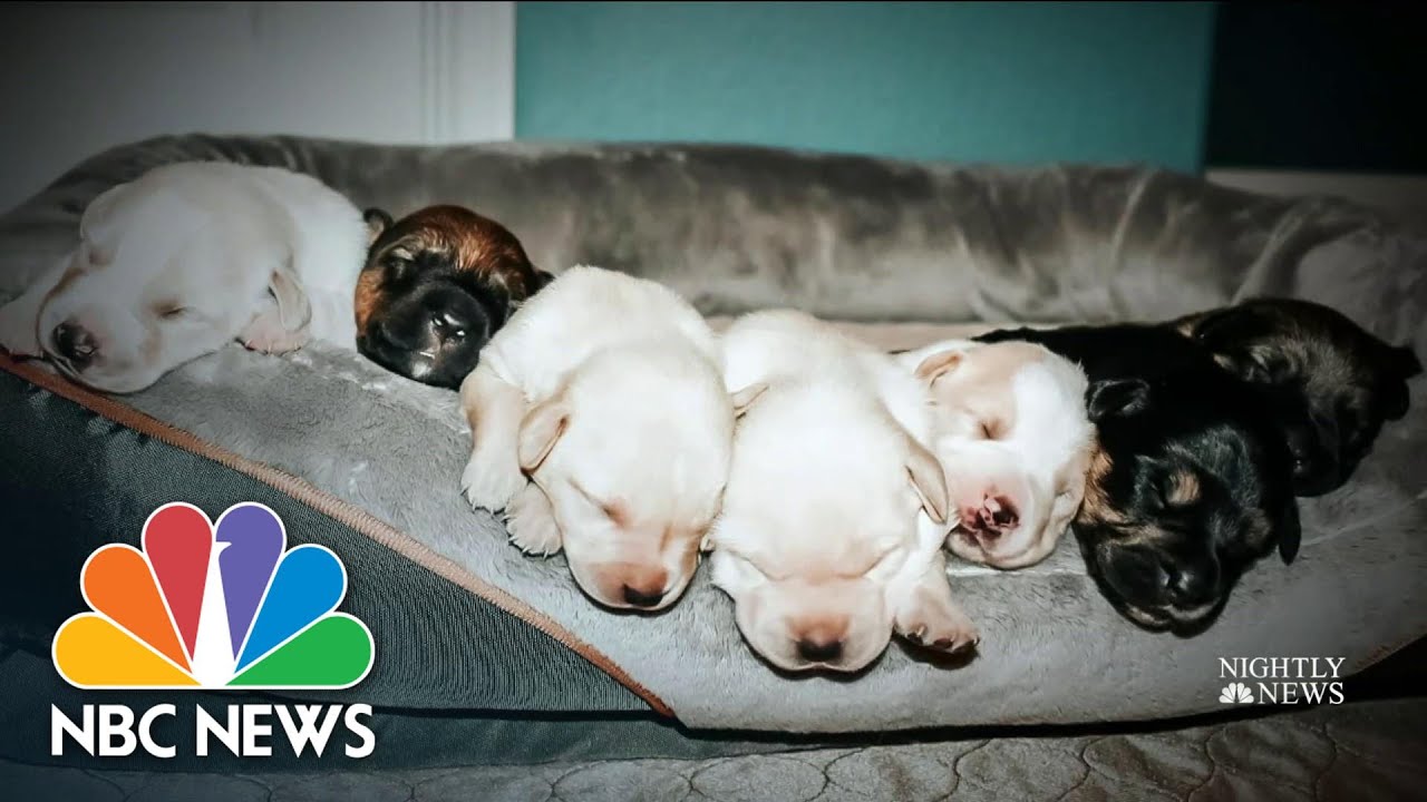Shelter Dog Gives Birth To Miracle Litter During Texas Storm NBC(02)