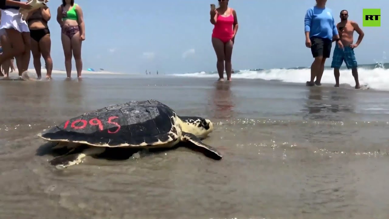Rescued and rehabilitated sea turtles return to the Atlantic Ocean ...