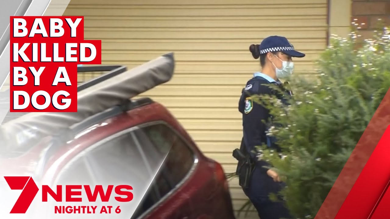 Fiveweekold baby killed by an American Staffy dog in Kariong 7NEWS