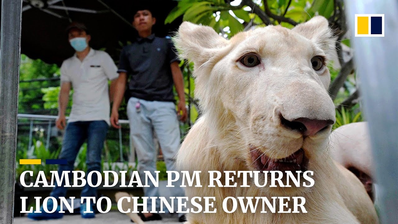 Declawed lion returned to Chinese owner after Cambodia’s prime minister ...