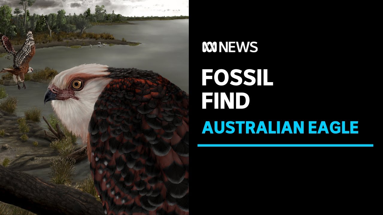Found Raptor Australia's oldest raptor fossil found beside dry lake | ABC News - The ...