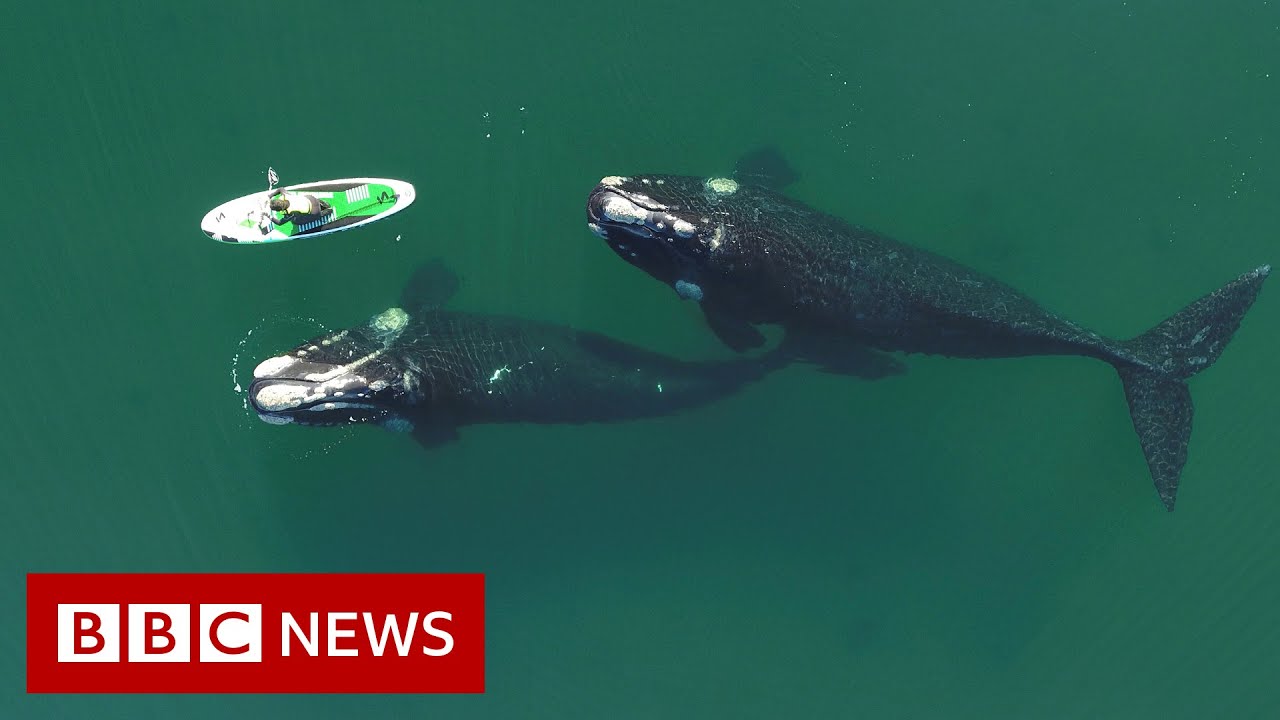 Paddle boarder's encounter with curious whales BBC News The Global