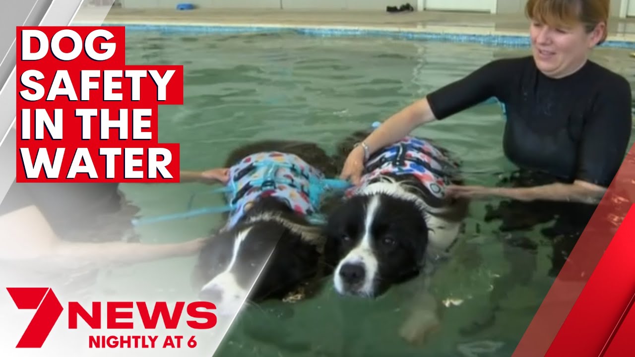 Water safety for dogs 7NEWS The Global Herald