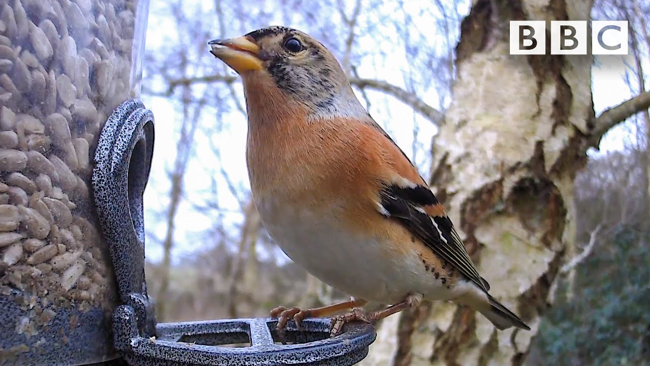 Live Winterwatch Day 1 рџ 2022 пёџ Bbc The Global Herald