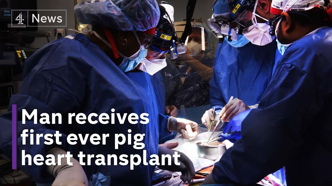man-gets-genetically-modified-pig-heart-in-world-first-transplant-the