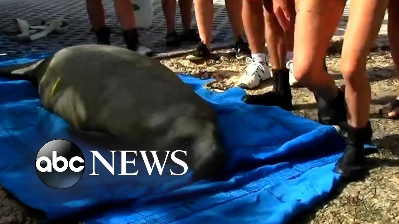 Manatee released back into water after rehabilitation - The Global Herald