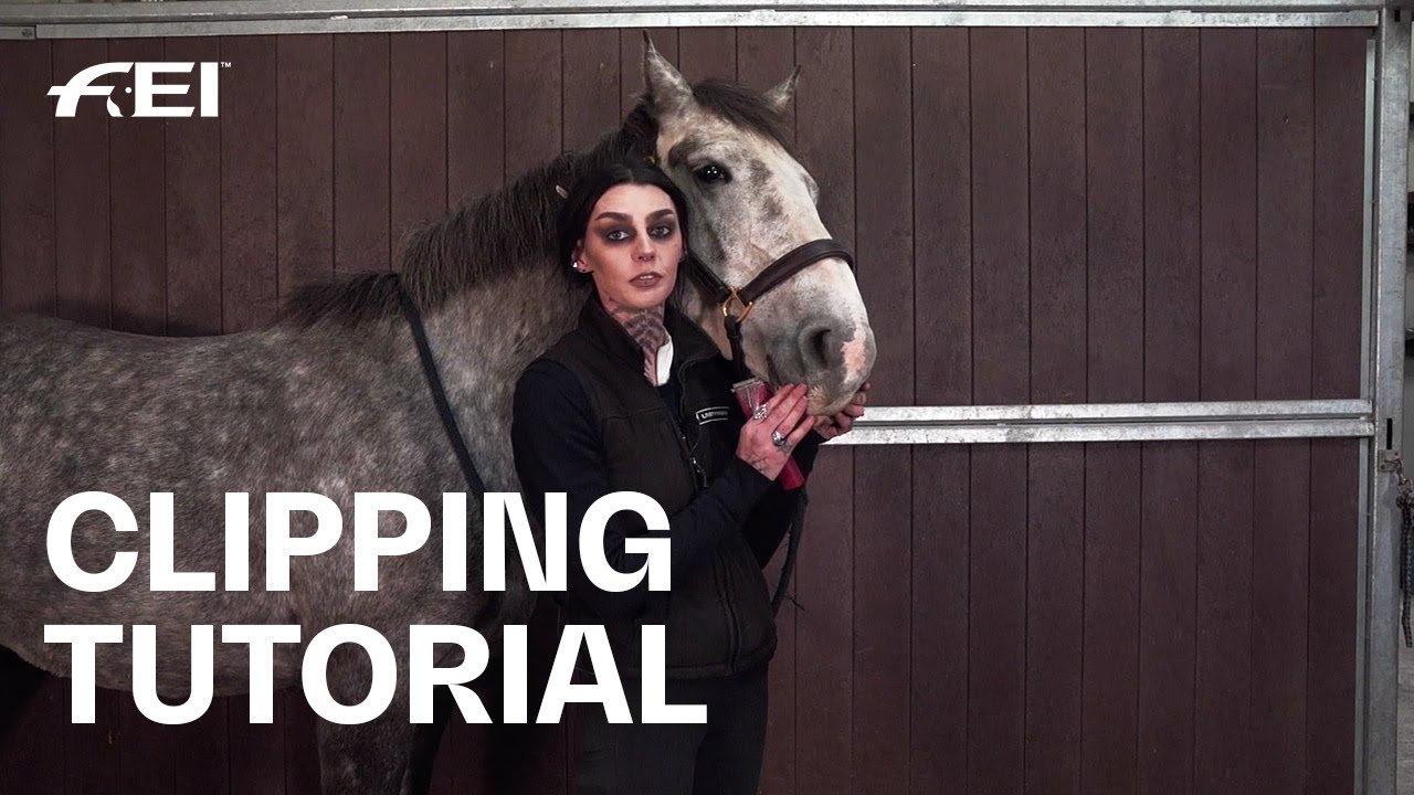 How to clip your horse's face Tutorial w/ Niki Baxter I Horse Groom