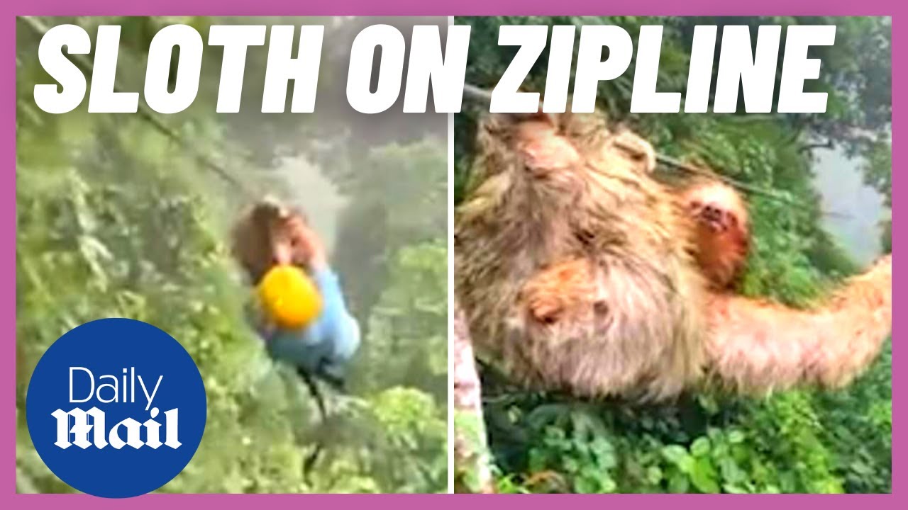 Sloth on zipline! Boy crashes into cute animal on a zip wire in Costa