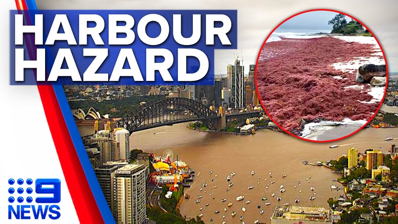 Sydney Harbour turns brown as pollution warning issued for most NSW