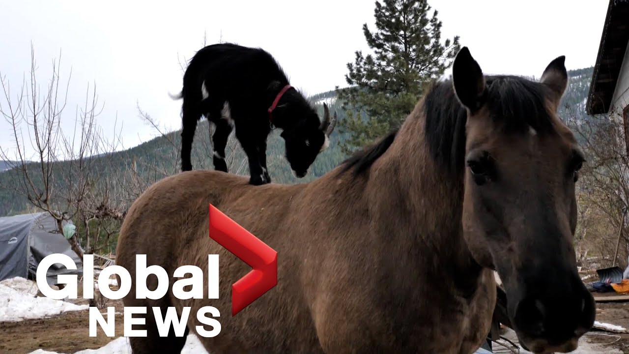 Greatest of all time? Meet the BC goat that rides horseback - The ...