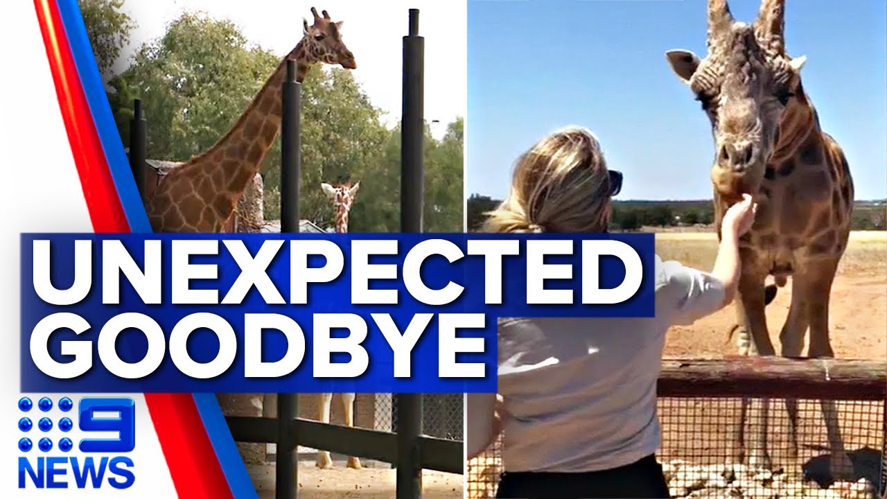 'Heart-wrenching': Zoo loses two of its beloved giraffes in a week | 9 ...