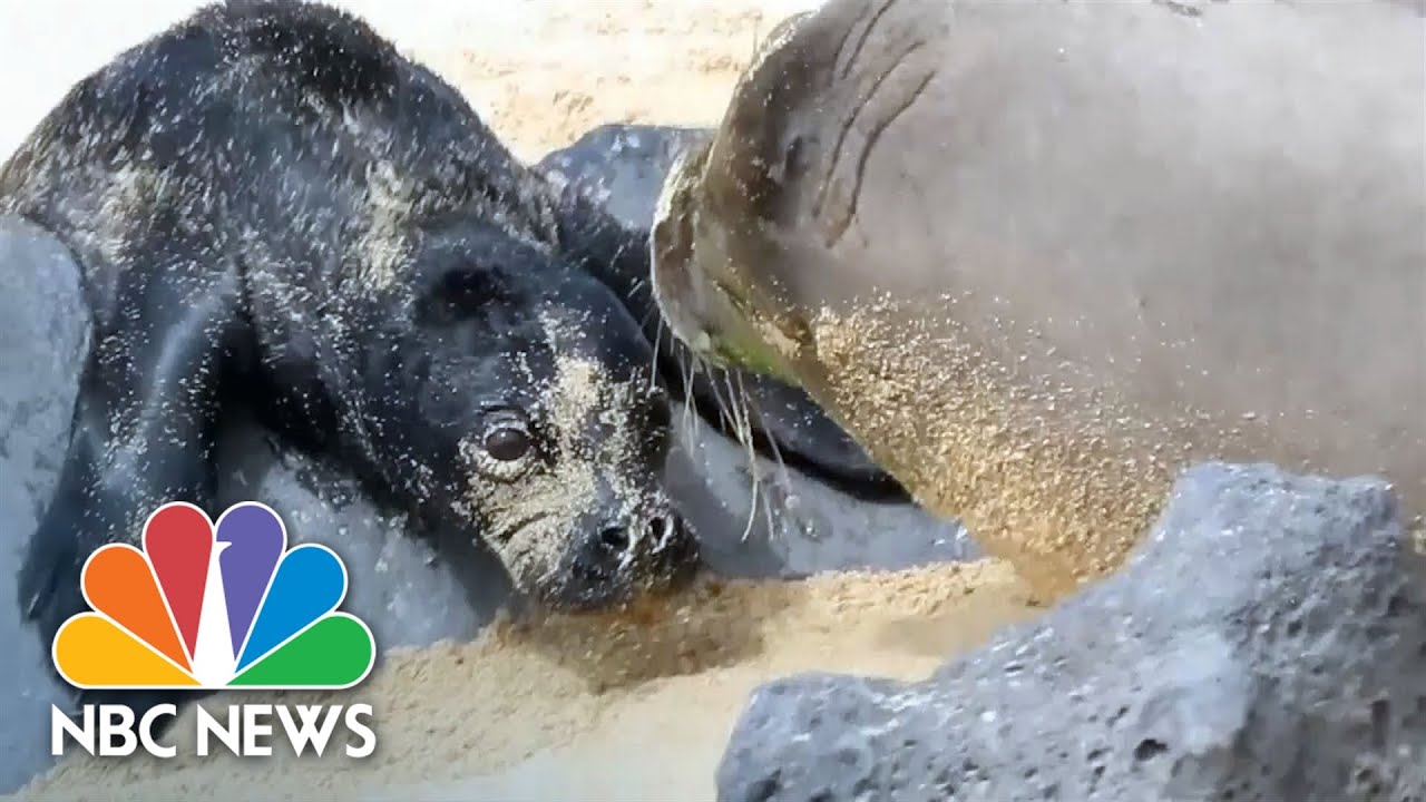 Adorable Hawaiian Monk Seal Birth Caught On Camera The Global Herald