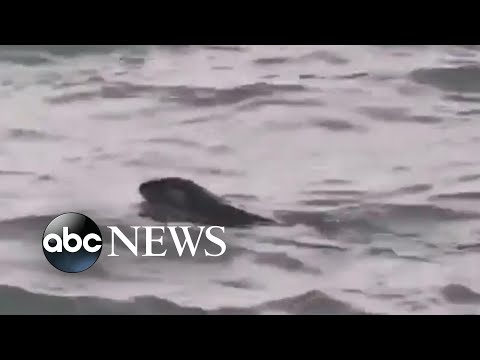 River otter spotted in Detroit River for 1st time in a century - The ...