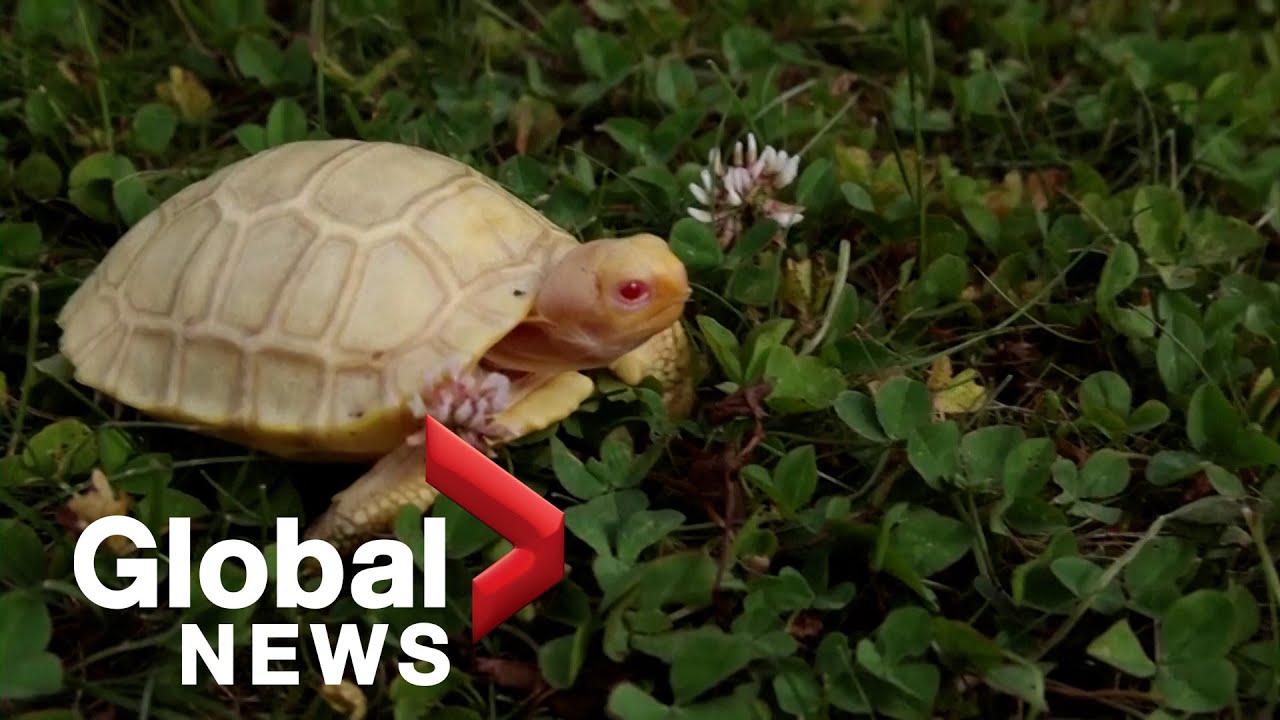 Rare albino Galapagos giant tortoise debuts at Switzerland zoo The