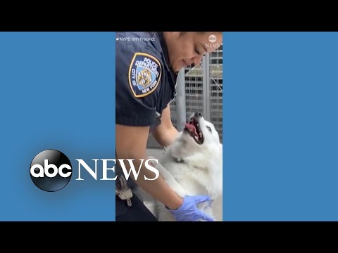 New York City police officer adopts dog rescued - The Global Herald
