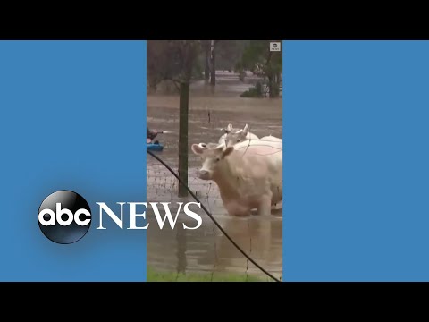 Farm animals rescued from floodwaters in Australia - The Global Herald