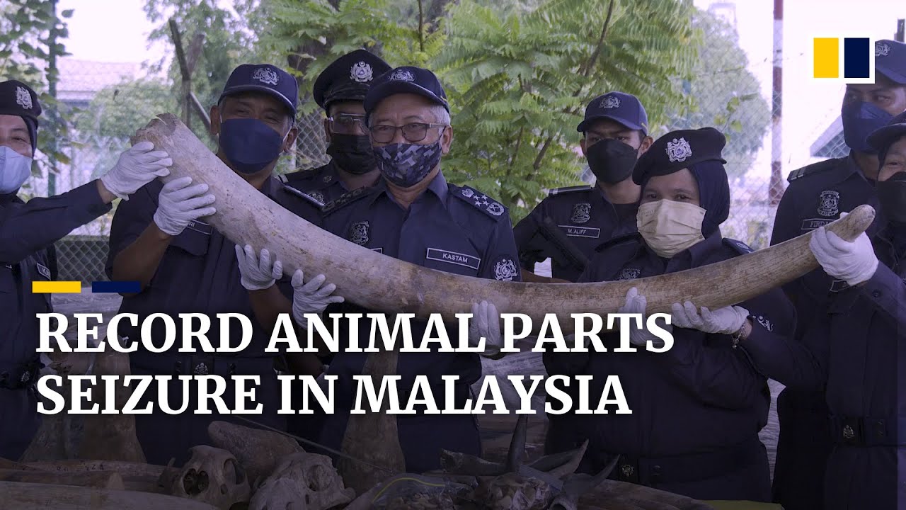 Malaysia seizes record US18 million worth of elephant tusks, rhino