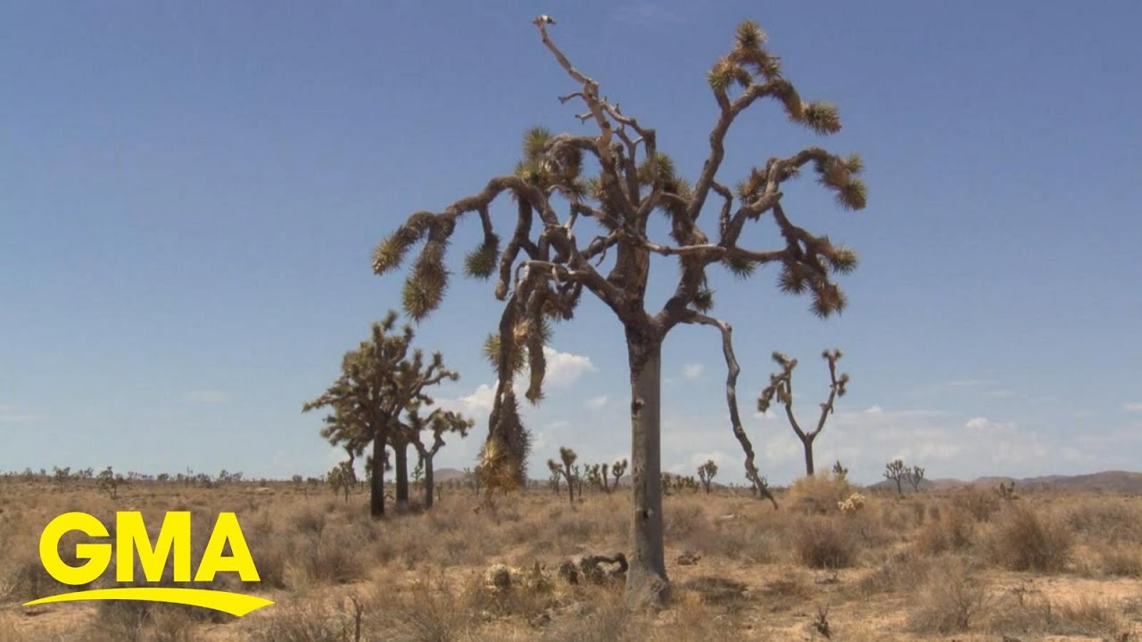 How climate change is affecting national parks - The Global Herald