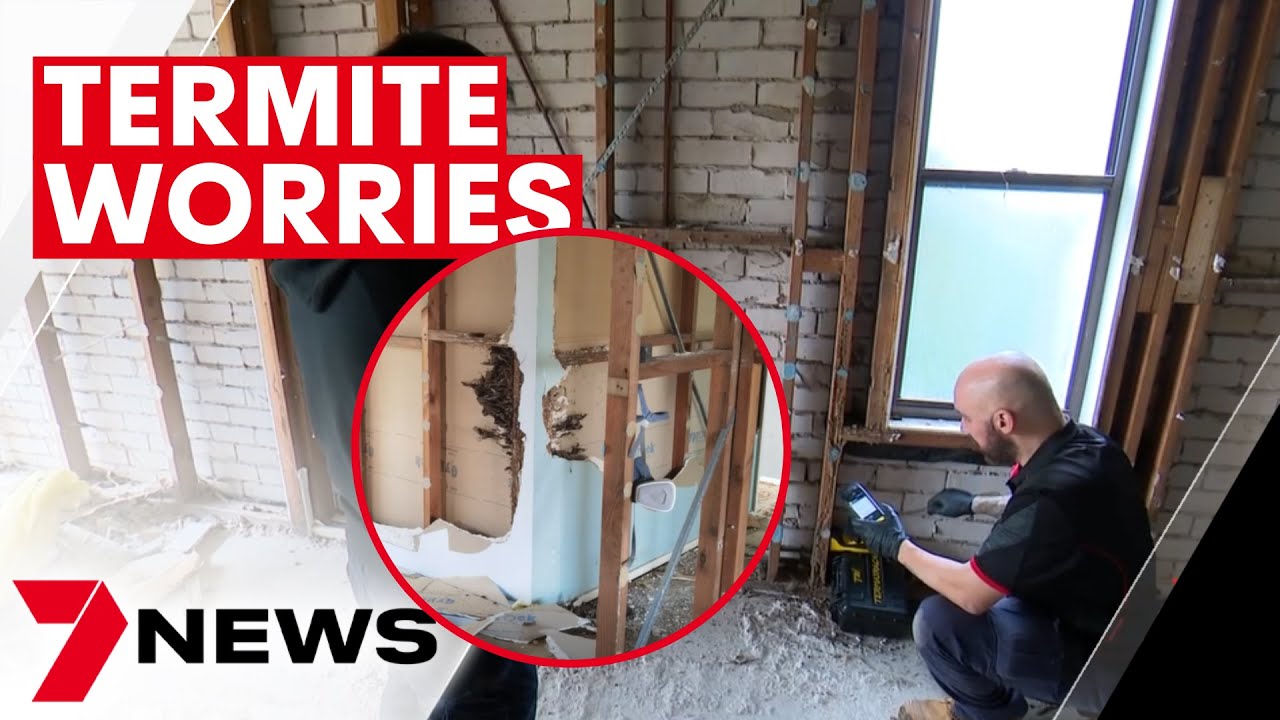 Tips to protect your home from termites 7NEWS The Global Herald