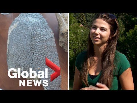 Alberta volunteer paleontologist finds "unique" dinosaur fossil