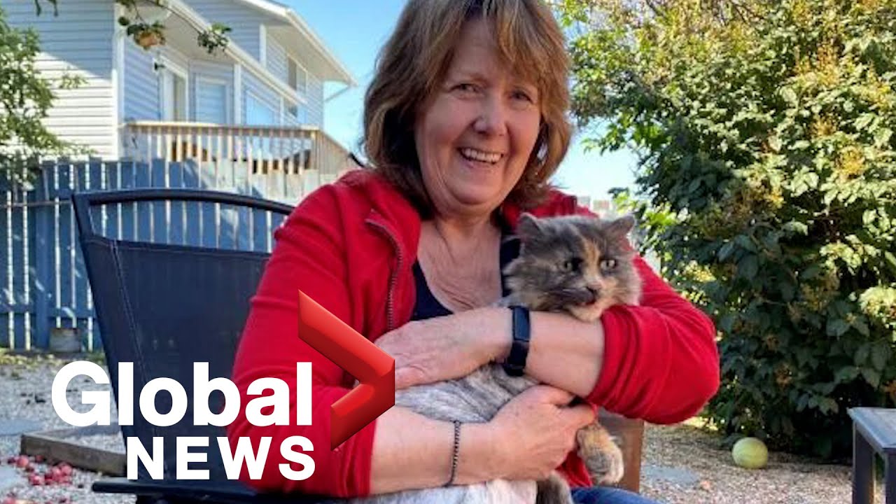 Calgary "miracle cat" missing for 2 years returns home The Global Herald