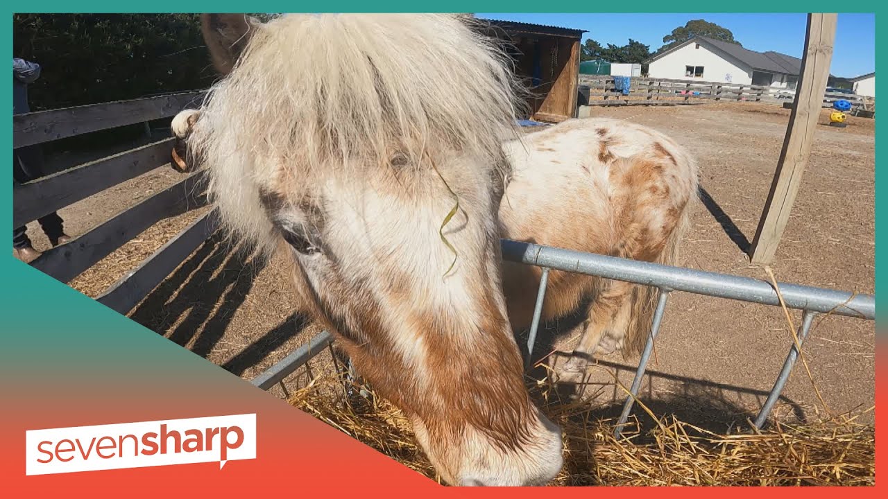 Why eating too much grass is not a good thing for horses! The Global Herald