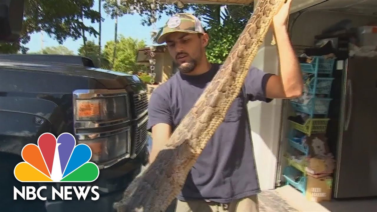 Florida Teen Captures 28 Snakes To Win 2022 Python Challenge The