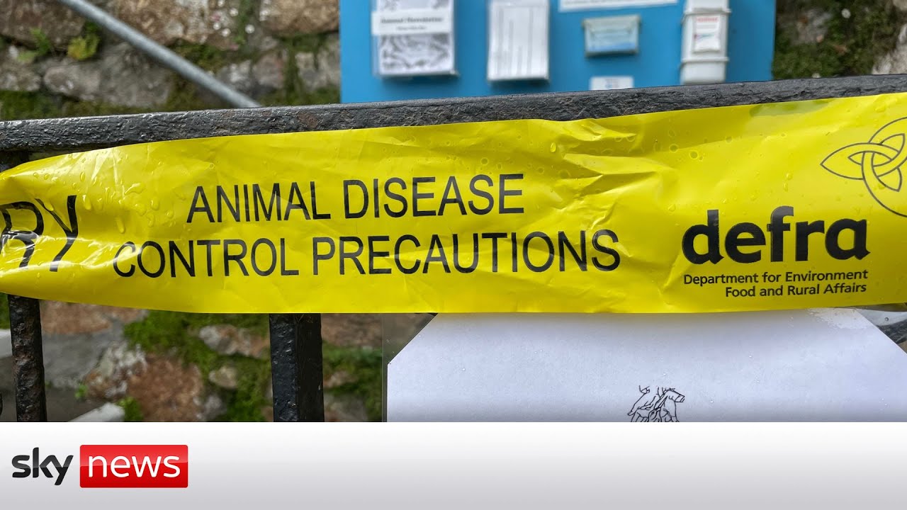 Worst bird flu outbreak in UK history - The Global Herald