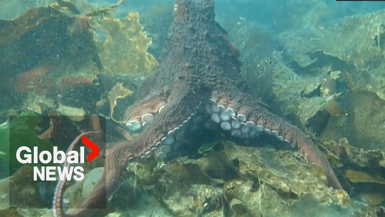 "Unbelievable" octopus encounter in BC caught in stunning video The
