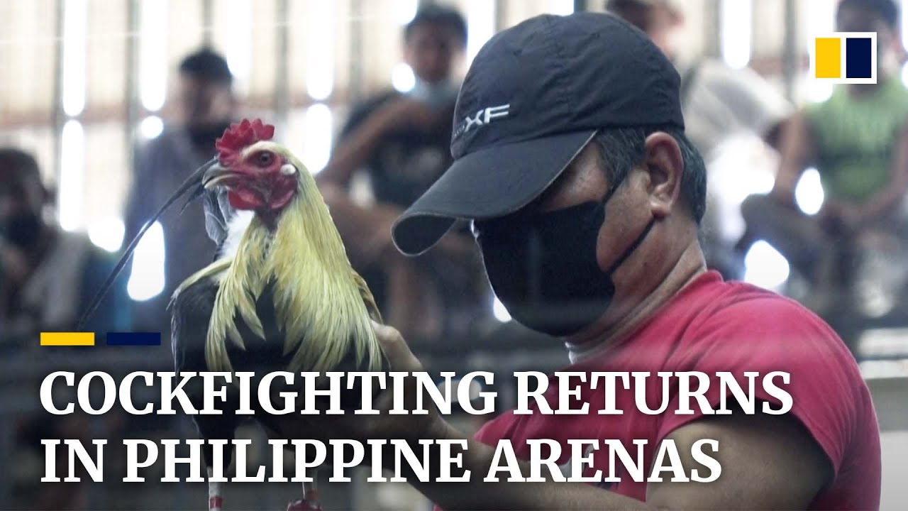 Cockfighting spectacle returns to arenas in the Philippines - The ...