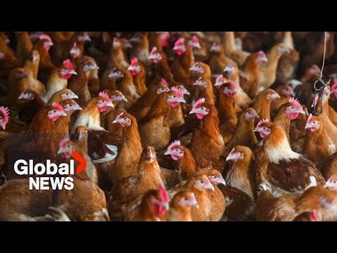 Avian flu outbreak taking heavy toll on BC farmers - The Global Herald