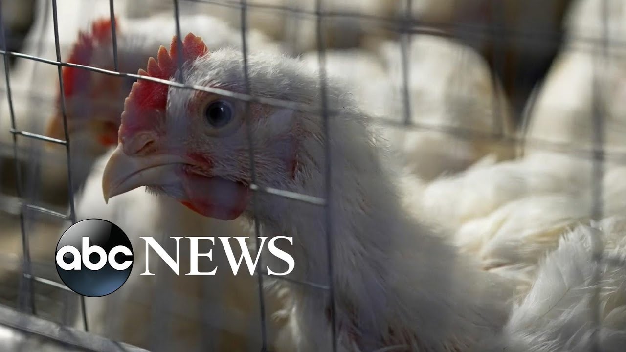 What to know about the deadliest bird flu outbreak in history - The ...