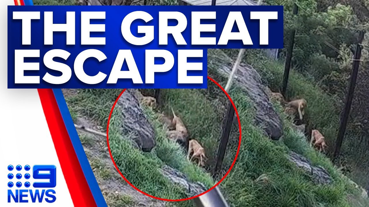 CCTV of five lions escaping from Taronga Zoo released | 9 News