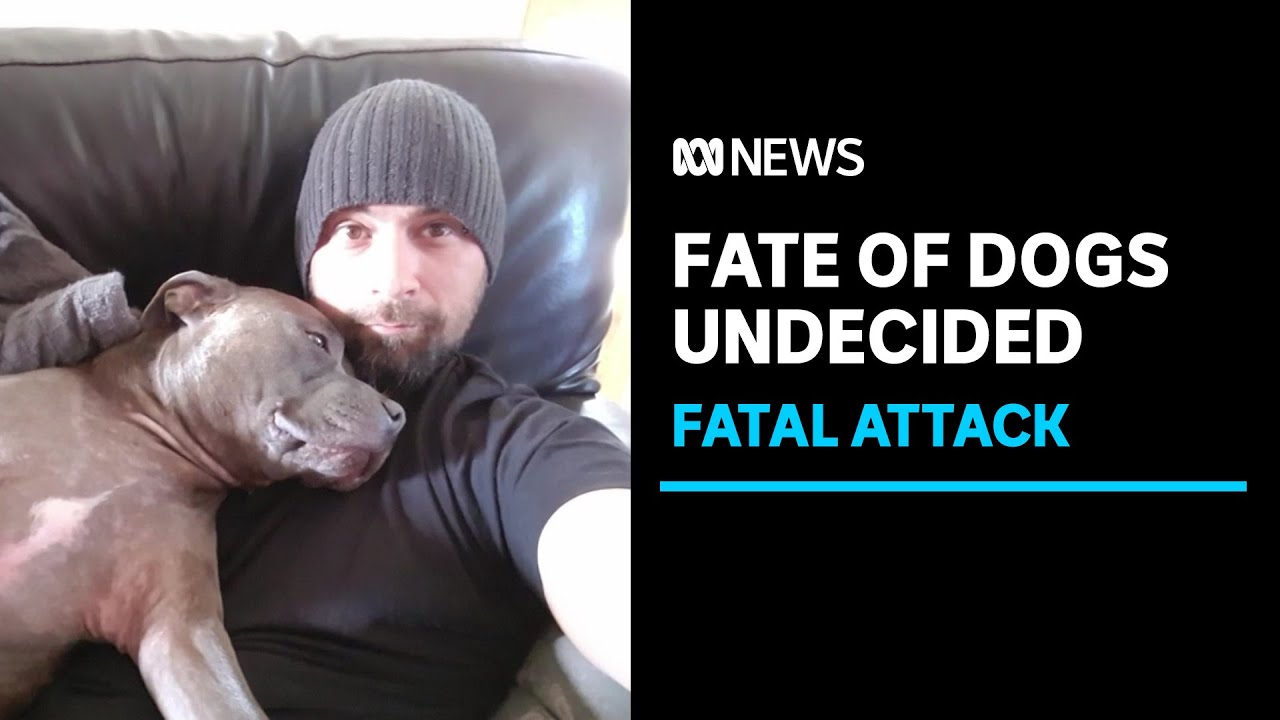 Police yet to decide fate of dogs that killed meter reader Kane Minion