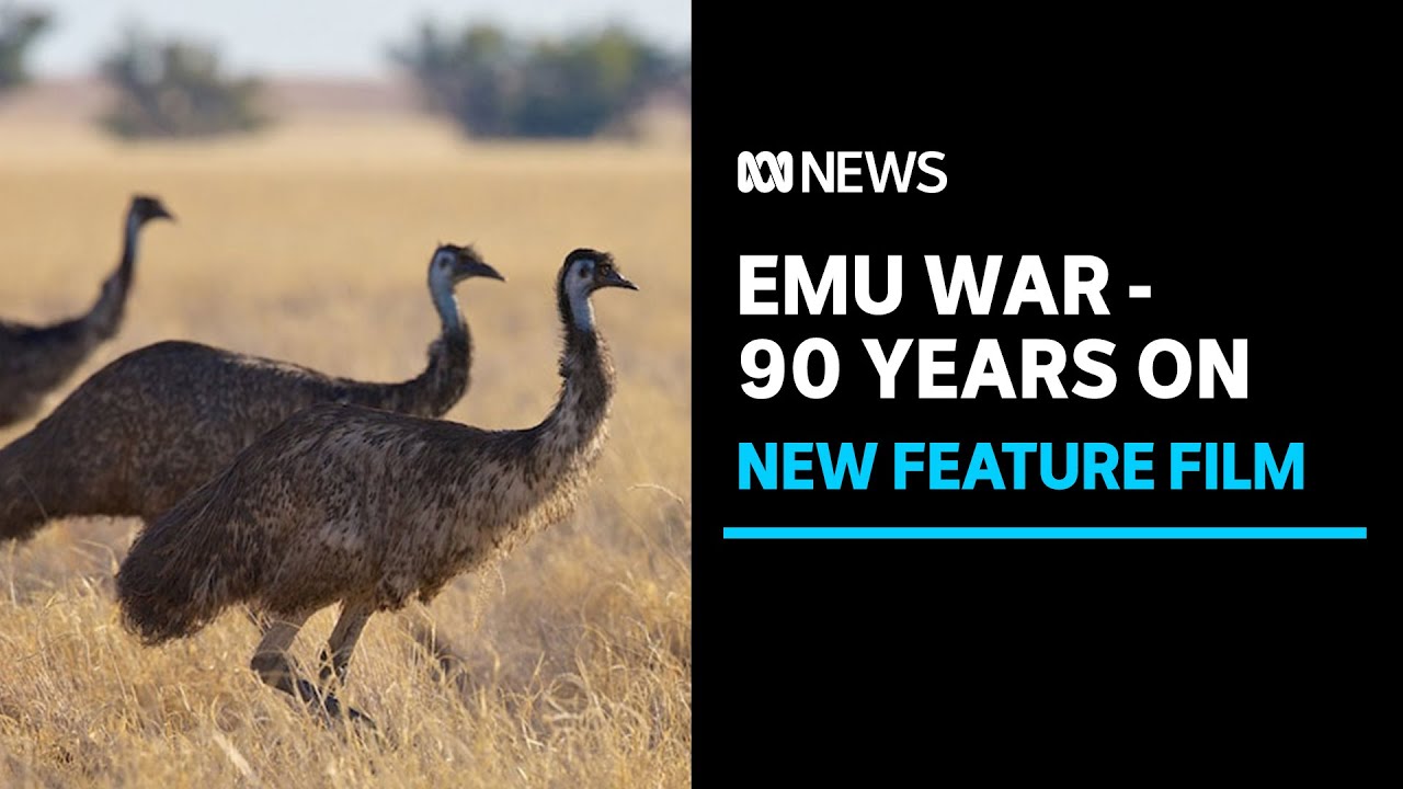 Australia's Emu War set to be recognised in feature film | ABC News ...