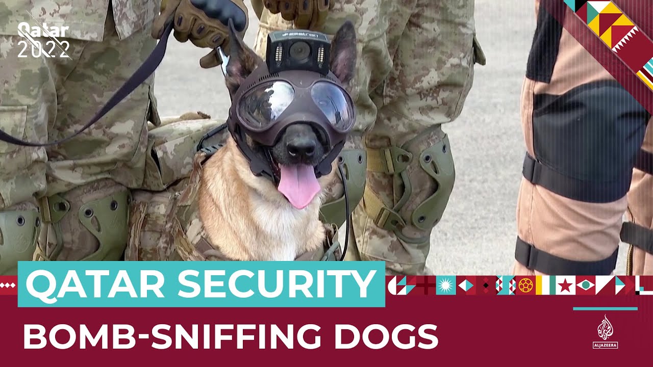 Turkey lends Qatar bombsniffing dogs The Global Herald