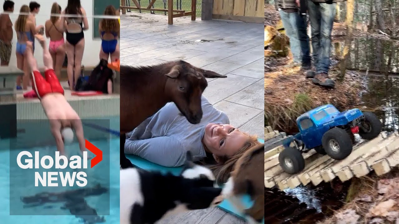 Good News of 2022 Moments that made us smile this year The Global Herald